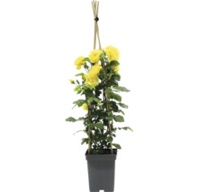 Rosier grimpant jaune en pot avec support