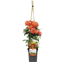Rosier grimpant en pot avec support