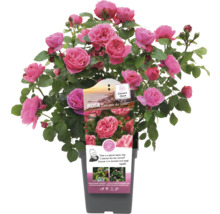 Leonardo da Vinci Rose im Topf