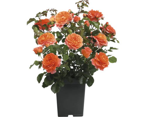 Orangefarbene Beetrose im Topf