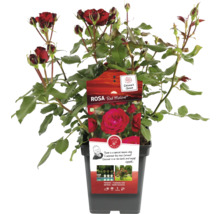 Rose Red Meilove en pot