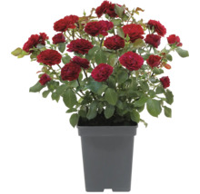 Rosier buisson dans un pot avec des fleurs rouges