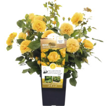 Rose jaune ''Absolutely Fabulous'' en pot.