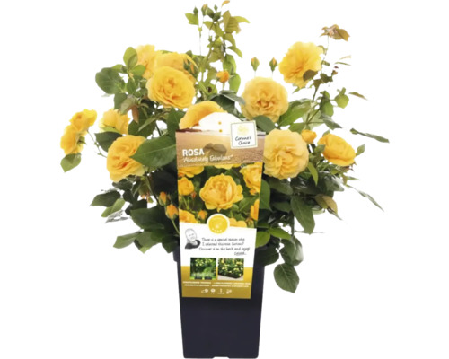 Gelbe Rose ''Absolutely Fabulous'' im Topf.