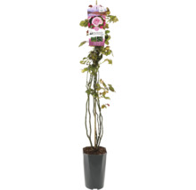 Rose en pot avec étiquette de plante