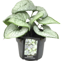 Myosotis du Caucase ''Silver Heart'' en pot