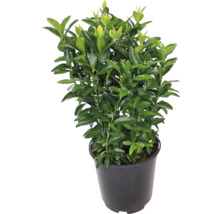 Fusain d’Europe de haie cultivé en pot avec feuilles vertes
