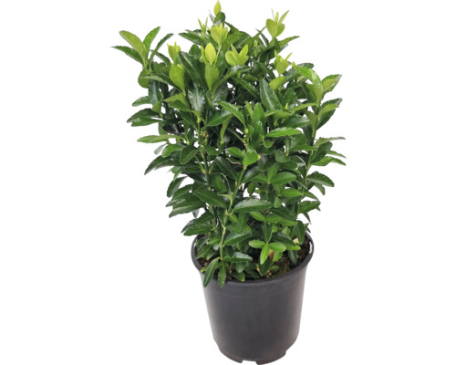 Fusain d’Europe de haie cultivé en pot avec feuilles vertes