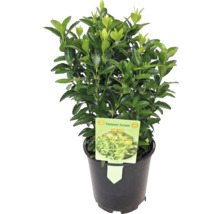 Fusain persistant en pot