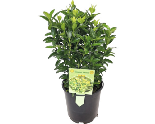 Säulen-Spindelstrauch grün FloraSelf Euonymus fortunei 'Green Spire' Ø 13 cm Topf Immergrüner Spindelstrauch im Topf