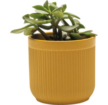 Plante d''intérieur en pot cannelé