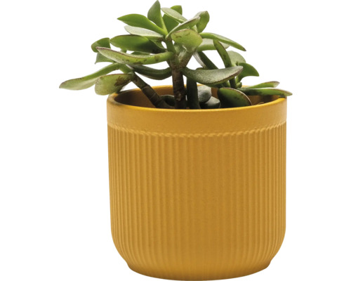 Plante d''intérieur en pot cannelé