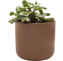 Plante d''intérieur arbre de jade dans un pot brun