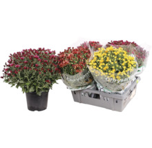 Chrysanthèmes de différentes couleurs en pots et emballés dans une caisse