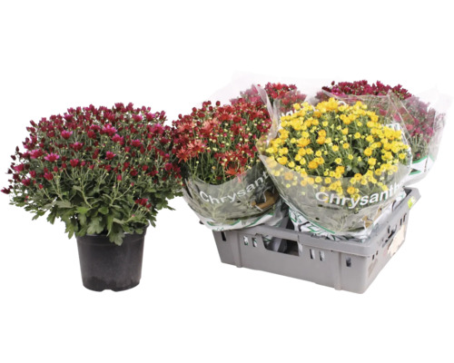 Chrysanthèmes de différentes couleurs en pots et emballés dans une caisse