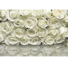 Gros plan de fleurs de roses blanches