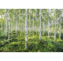 Forêt de bouleaux avec végétation verte
