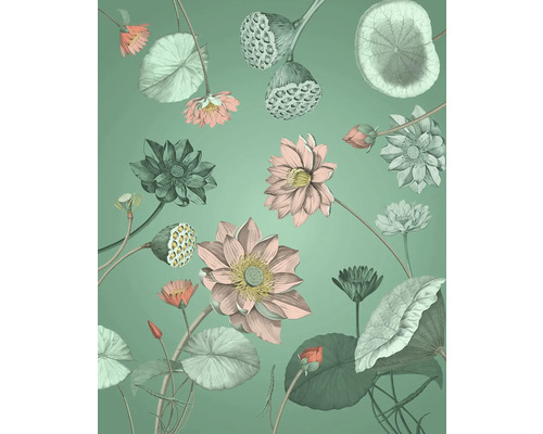 Illustration de fleurs et de feuilles de lotus sur fond uni