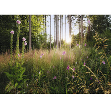 Scène de forêt avec des digitales en fleurs et de grands arbres au soleil