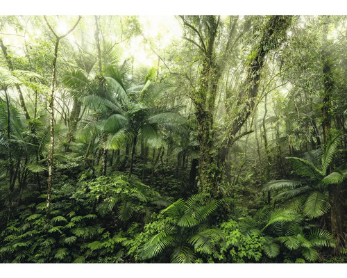 Forêt tropicale dense avec une végétation luxuriante