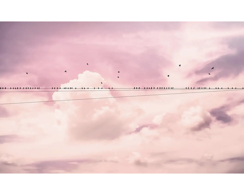 Viele Vögel sitzen auf einer Stromleitung vor einem bewölkten Himmel.