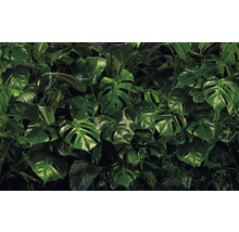 Dense collection de feuilles de Monstera pour une ambiance tropicale
