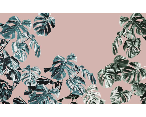 Feuilles de monstera sur fond uni.