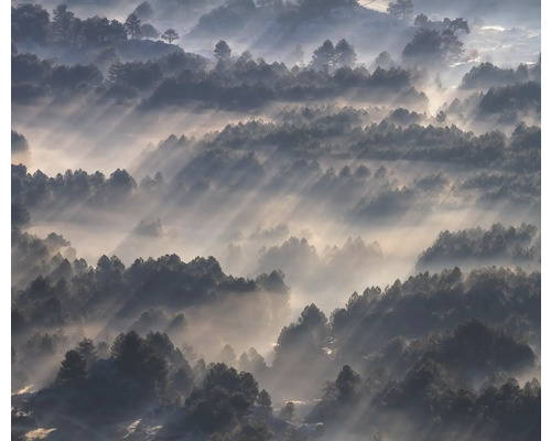 Vue sur une forêt dans le brouillard avec la lumière du soleil