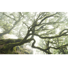 Nebliger Wald mit moosbewachsenen Bäumen