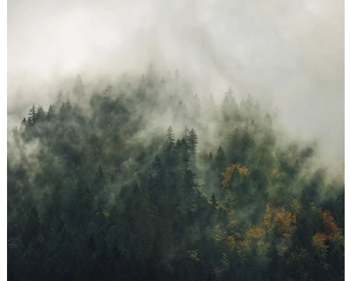 Vue sur une pente de montagne boisée dans le brouillard