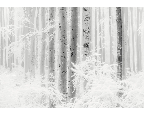Paysage hivernal avec arbres et neige