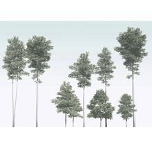 Illustration de différents arbres à feuilles caduques
