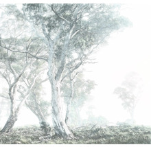 Forêt brumeuse avec des arbres