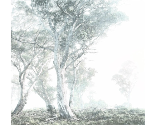 Forêt brumeuse avec des arbres