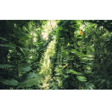 Dichter Dschungel mit üppiger Vegetation und Sonnenlicht