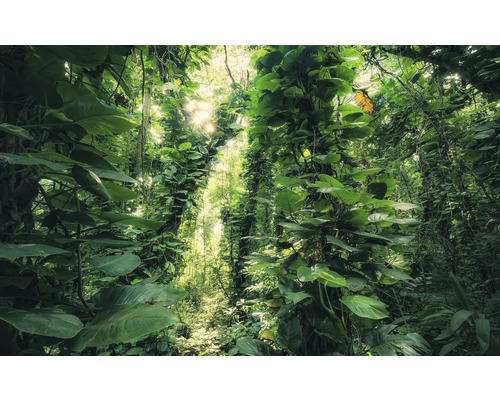 Papier peint panoramique intissé SHX9-114 Green Leaves 9 pces 450 x 280 cm Jungle dense avec végétation luxuriante et lumière du soleil