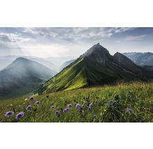 Berglandschaft mit Blumenwiese im Vordergrund