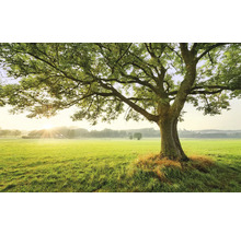 Baum auf einer grünen Wiese
