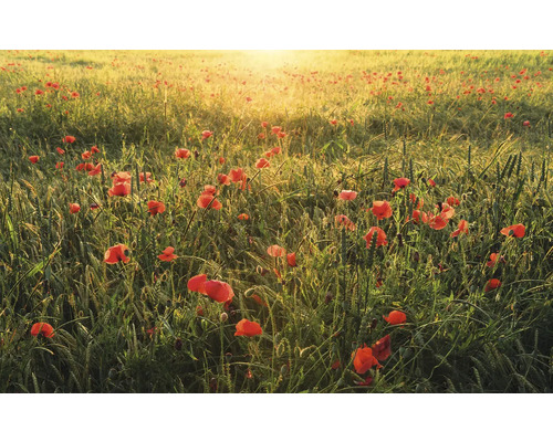 Papier peint panoramique intissé SHX9-071 Poppy World 9 pces 450 x 280 cm Champ de coquelicots au lever du soleil