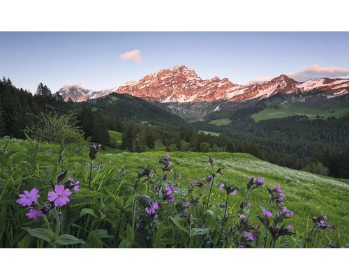 Paysage avec fleurs des champs et montagnes enneigées