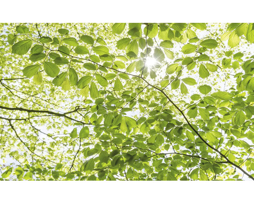 Vue à travers la cime des arbres avec des feuilles vers la lumière du soleil