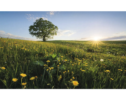 Paysage avec un arbre dans un champ de pissenlits au lever du soleil