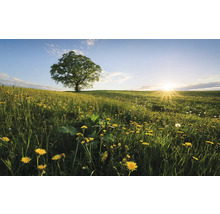 Landschaft mit Löwenzahnwiese und Baum im Gegenlicht
