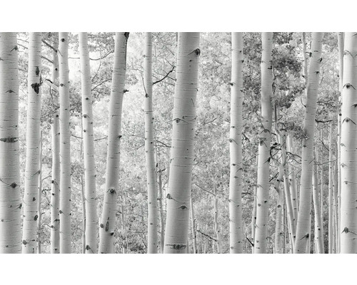 Papier peint panoramique intissé SHX9-030 Forêt de trembles 9 pces 450 x 280 cm Papier peint photo avec motif de forêt de bouleaux