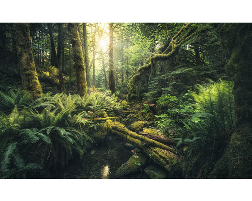 Papier peint panoramique intissé SHX9-028 Elves Cathedral 9 pces 450 x 280 cm Scène d'une forêt dense avec des fougères et des troncs d'arbres couverts de mousse
