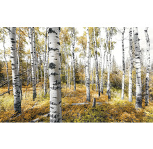 Birkenwald im Herbst