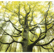 Arbres avec arbres à feuilles caduques et mousse dans la forêt