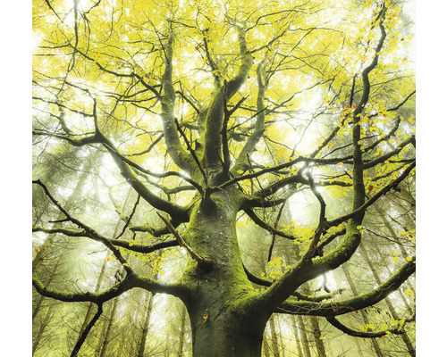 Papier peint panoramique intissé SHX6-020 Arbre de rêve 6 pces 300 x 280 cm Arbres avec arbres à feuilles caduques et mousse dans la forêt