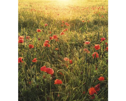 Papier peint panoramique intissé SHX5-071 Poppy World 5 pces 250 x 280 cm Champ de coquelicots au soleil matinal