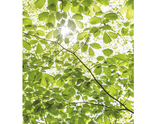 Papier peint panoramique intissé SHX5-045 Dans la forêt au printemps 5 pces 250 x 280 cm Vue à travers la cime des arbres avec des feuilles et la lumière du soleil